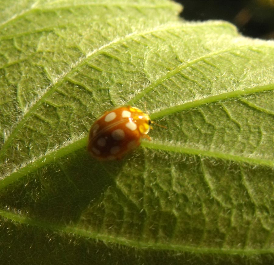 Coccinella da ID